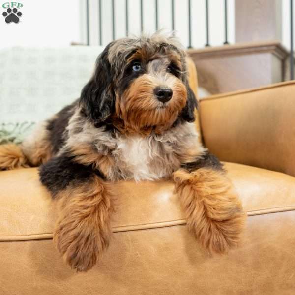 Jon, Mini Bernedoodle Puppy